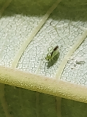 Orthotylus tantali