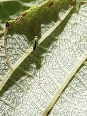 Orthotylus tantali