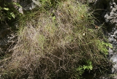 Zoysia matrella
