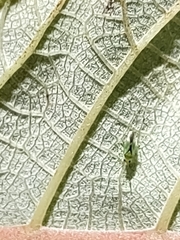 Orthotylus tantali