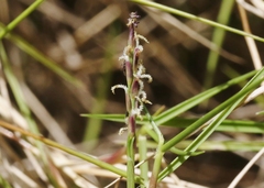 Zoysia matrella
