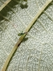 Orthotylus tantali