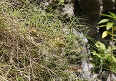 Zoysia matrella