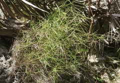 Zoysia matrella