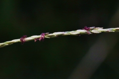 Digitaria longiflora