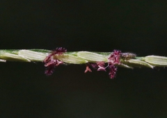 Digitaria longiflora