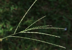 Digitaria longiflora