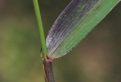 Digitaria longiflora