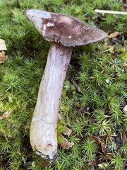 Entoloma violaceum
