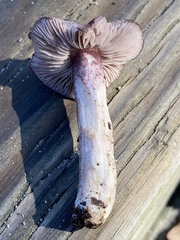 Entoloma violaceum