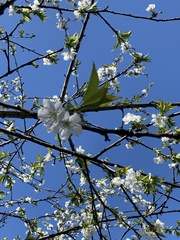 Prunus mume