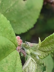 Orthotylus tantali