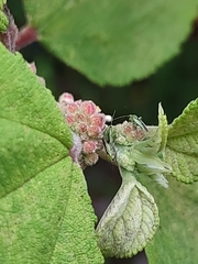 Orthotylus tantali