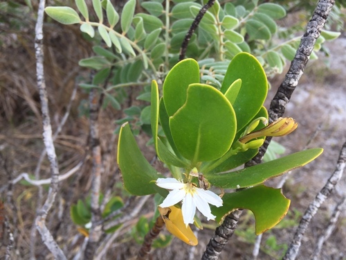 Scaevola plumieri image