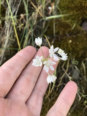 Allium hyalinum