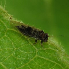 Cacopsylla pyricola
