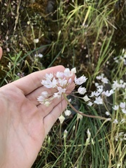 Allium hyalinum