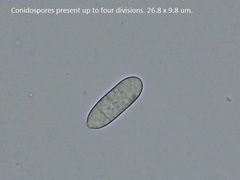 Hypomyces polyporinus