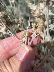 Rhopalomyia obovata