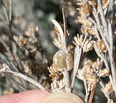 Rhopalomyia obovata
