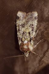 Mentaxya palmistarum