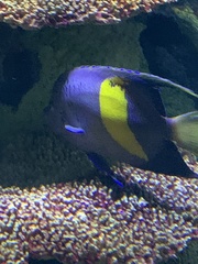 Pomacanthus maculosus