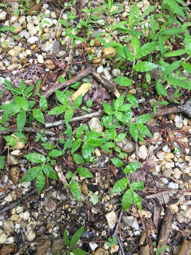 Oplismenus undulatifolius iNat (2)