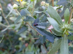 Horciasinus argentinus