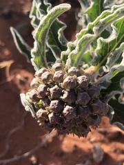 Asclepias macrosperma