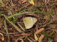 Colias poliographus