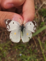 Colias poliographus
