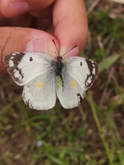 Colias poliographus