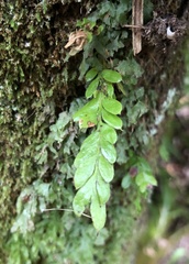 Tmesipteris lanceolata
