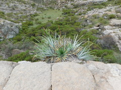 Puya spathacea