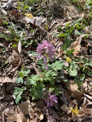Corydalis solida