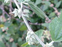 Horciasinus argentinus