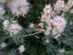 Leptoglossus concaviusculus