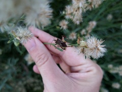 Leptoglossus concaviusculus
