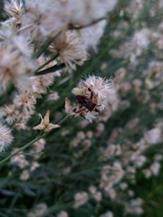 Leptoglossus concaviusculus