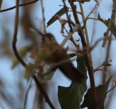Phaeoptila sordida