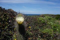 Trichocereus chiloensis litoralis