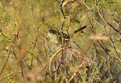 Furnariinae