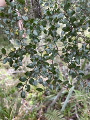 Nothofagus cliffortioides