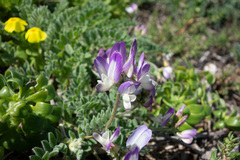 Astragalus amatus