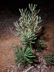 Banksia attenuata