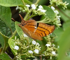 Marpesia eleuchea