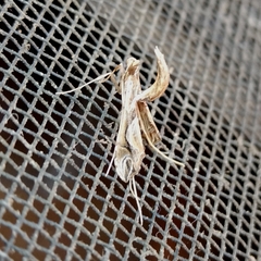 Lineodini