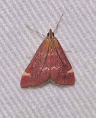 Pyrausta grotei
