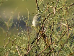 Furnariinae