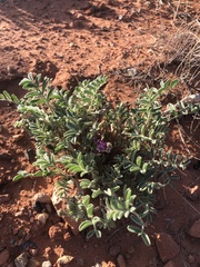 Astragalus sabulonum